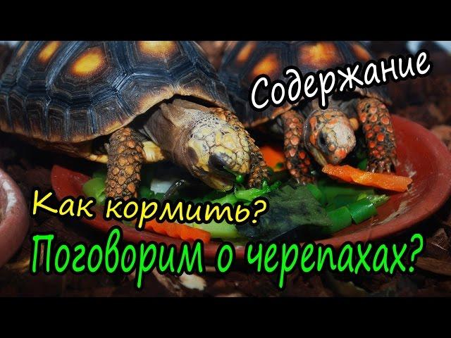 Уход за черепахами. Как содержать сухопутных черепах?