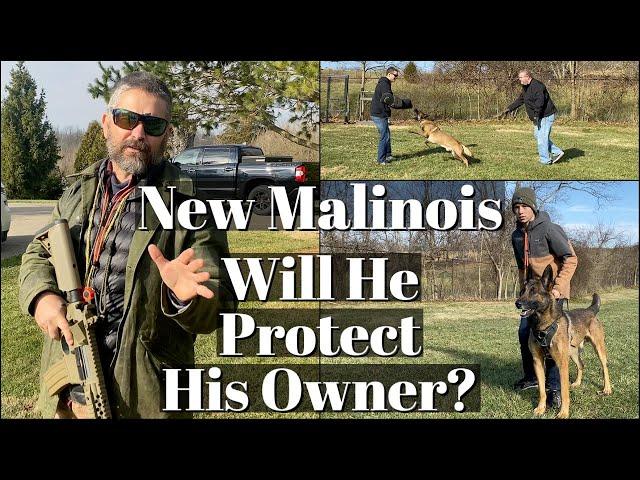 New Malinois - Will He Protect His Owner?