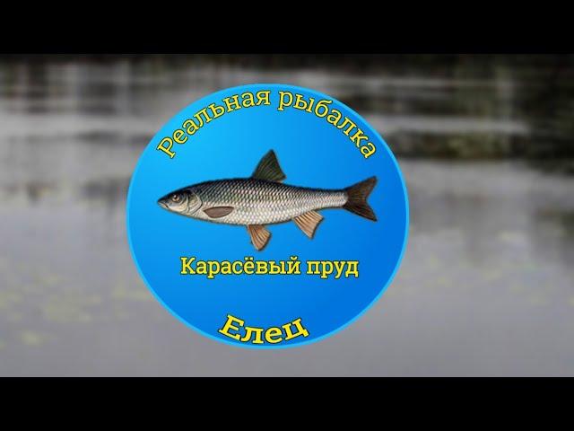 Как поймать Елеца на Карасёвом пруду! [NEW] | Реальная Рыбалка