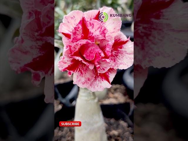 Kumbang Nursery #shorts #kumbang #adenium #grafting #bungaadenium #adeniumobesum #adeniumlovers