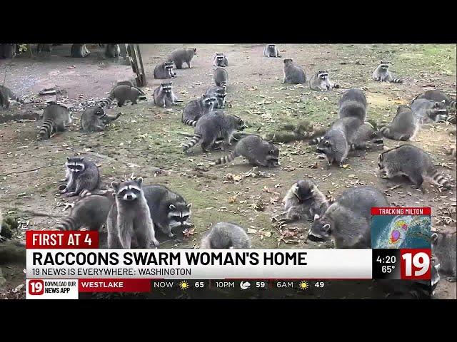 More than 100 raccoons swarm woman’s home demanding food