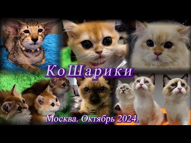 Выставка-продажа кошек и котят - "КоШарики". Москва. ВДНХ. Октябрь 2024.