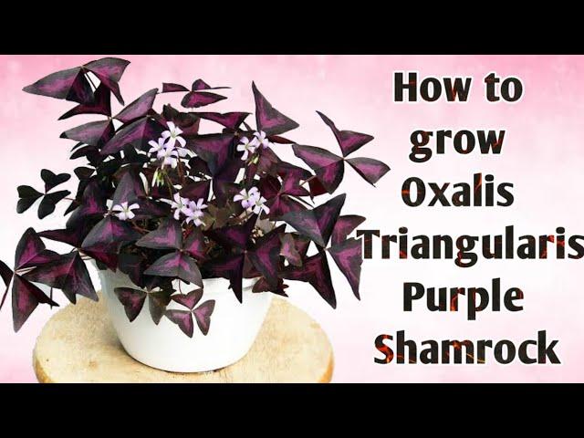 How to grow Butterfly/Oxalis Plant | Simple way of Indoor Plants Repotting || Oxalis Plant Repotting