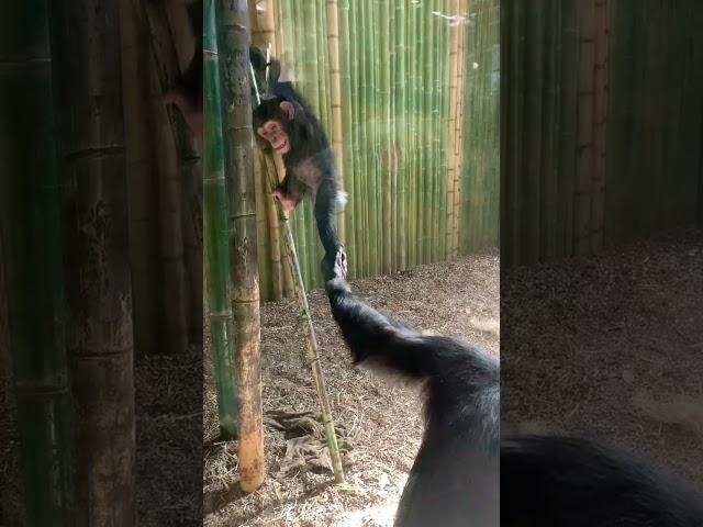 Baby chimp discipline by momma chimp