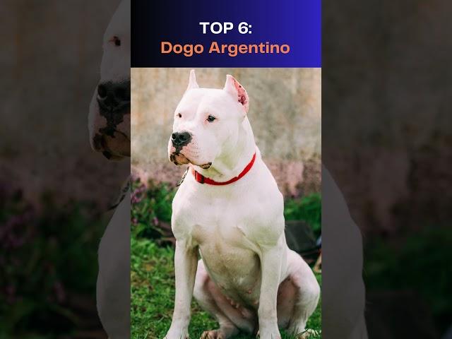 Top 10 Most Dangerous Dogs in the World