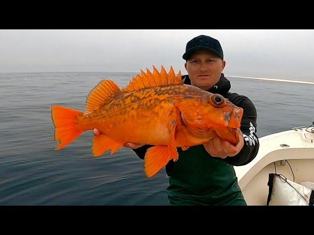 Fishing Catalina Island to Newport Beach! (Catch, Clean and Cook)