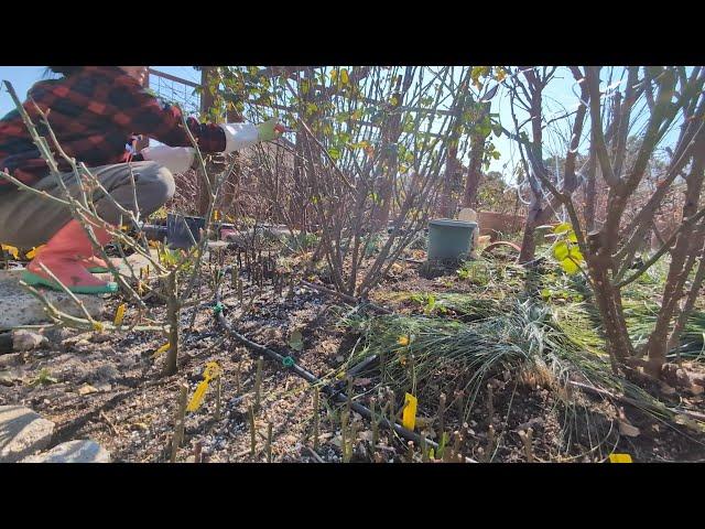 Let's get it done: Pruning 3 giant Madame Anisette roses and an update on my hardwood rose cuttings.