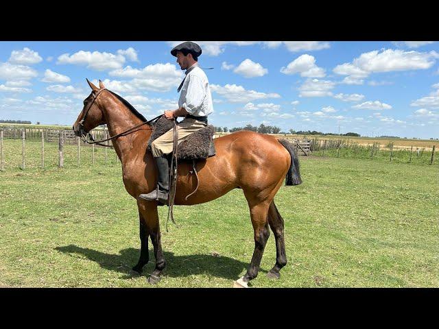 CABALLO COLORADO MESTIZO - $1.500.000 - LOSEQUINOS.COM