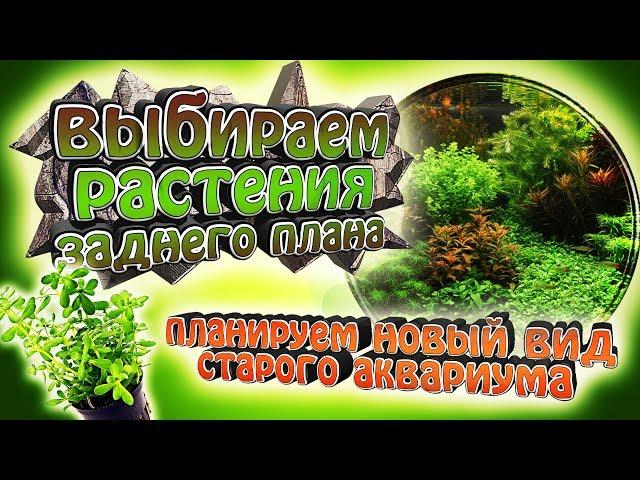 Выбираем лучшие растения заднего плана! - Новый вид старого аквариума