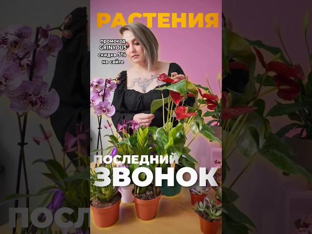 Альтернатива букетам! #растения #последнийзвонок #выпускной #растениядома #уют #подарок