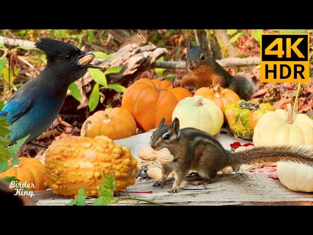 Cat TV for Cats to Watch  Holiday dinner for birds & squirrels  Dog TV  8 Hours(4K HDR)