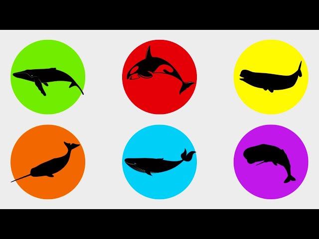 Whales: Orca, Blue Whale, Beluga, Humpback Whale, Narwhal, and Sperm Whale.