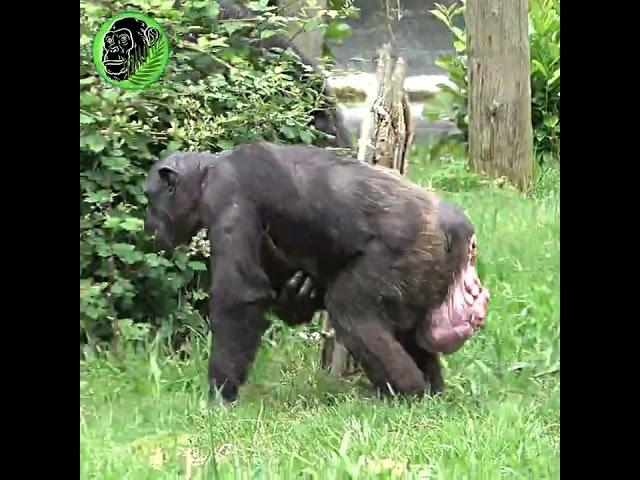 Mother Chimp Holding Newborn Baby #shorts