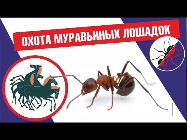 МУРАВЬИ Myrmicaria brunnea УБИВАЮТ И СГРЫЗАЮТ ТАРАКАНА!