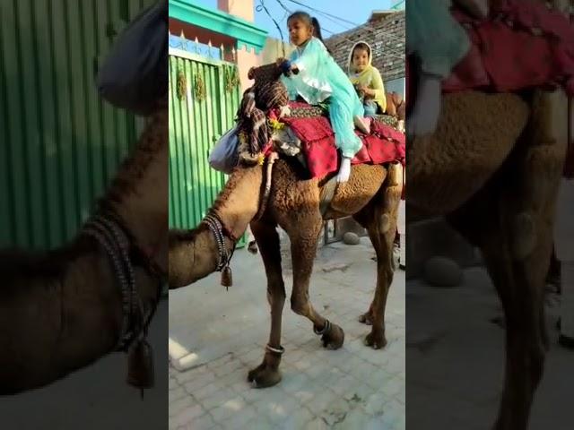 Camel Ride | #shorts