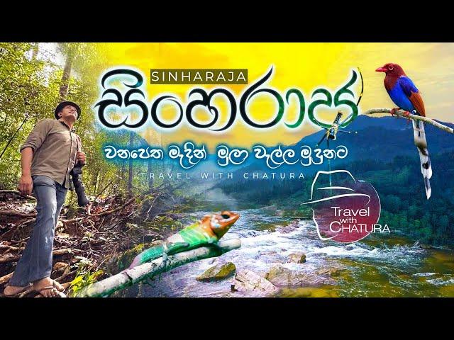 සිංහරාජ වනපෙත මැදින් මුලා වැල්ල මුදුනට | Travel with Chatura sinharaja forest