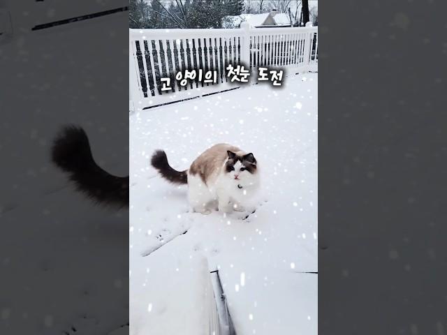 《고양이의 첫눈 도전》#CatFirstSnow #귀여운고양이 #SnowCat #겨울고양이 #고양이영상 #WinterVibes #FirstSnowDay #PetShorts