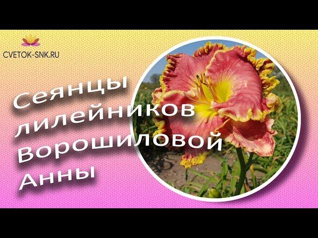 Выращивание лилейников из семян! Сеянцы Ворошиловой А.Б. / Сад Ворошиловой