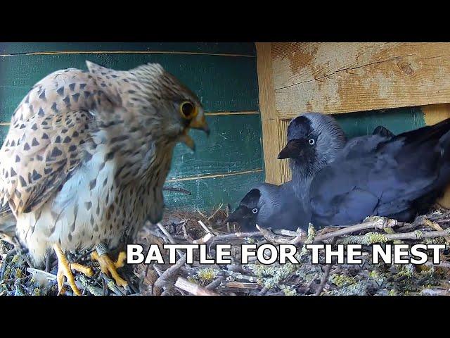 Kestrel Attacks Jackdaws Nest | Kestrel vs Jackdaw