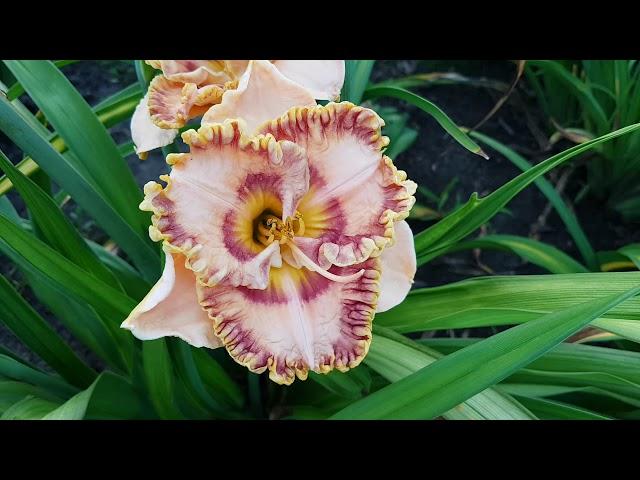 Лилейник Князь Владимир (С. Пикалова)_ Daylily (Hemerocallis 'Князь Владимир)_video 2