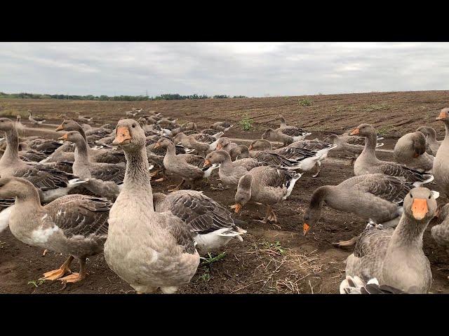 Серая тамбовская после Линдовской// 2,5 месяца от роду// Первые выводы