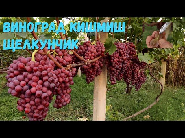 Виноград кишмиш Щелкунчик.