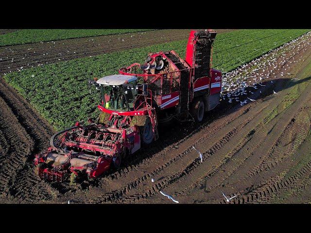 Suikerbieten rooien | Sugarbeet harvest | Zuckerrüben ernten | Grimme ReXor 620 | Fendt | Veenhuis