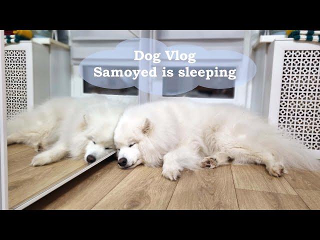 Dog Vlog | Samoyed is sleeping ️ Relaxing | Самоедская собака