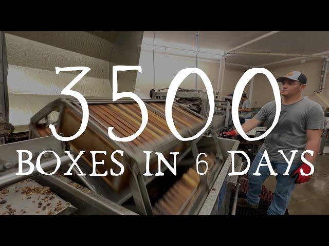 Extracting 100,000lbs of Honey in 6 DAYS! Commercial Honey Production