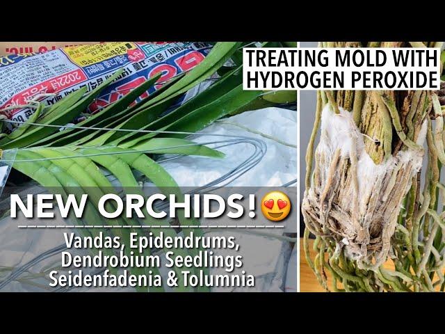 NEW ORCHIDS UNBOXING from Ms Angel L. & Golden Bloom Orchids | Treating Mold with Hydrogen Peroxide