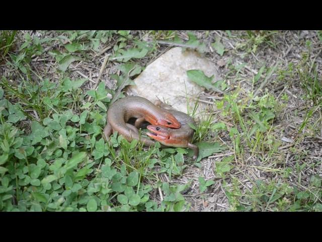 Broad-headed Skink Male Combat