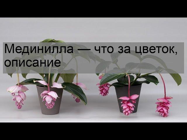 Мединилла — что за цветок, описание