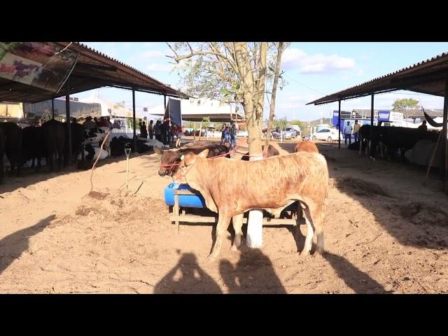 Durante a Expo Bacia Leiteira 2021, um gado diferente chamou atenção dos visitantes