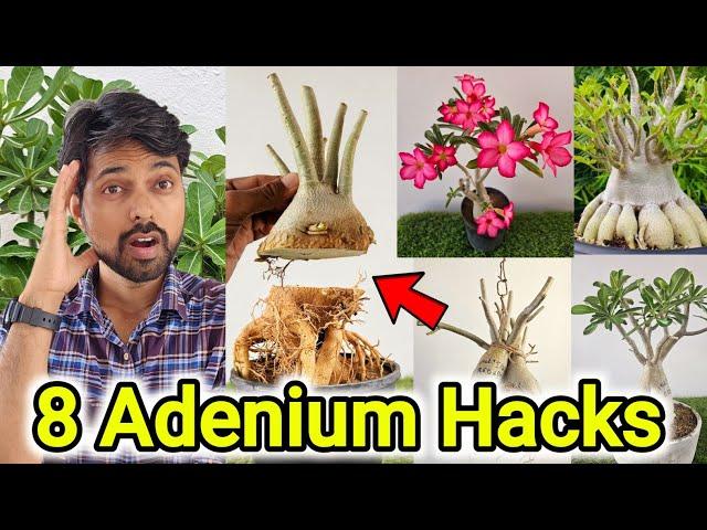 8 Adenium plant Hacks | How to get Adenium Caudex Bigger