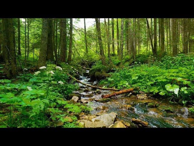 The sound of a river that melts your brain, the voice of a bird [study, sleep, relaxation, ASMR]