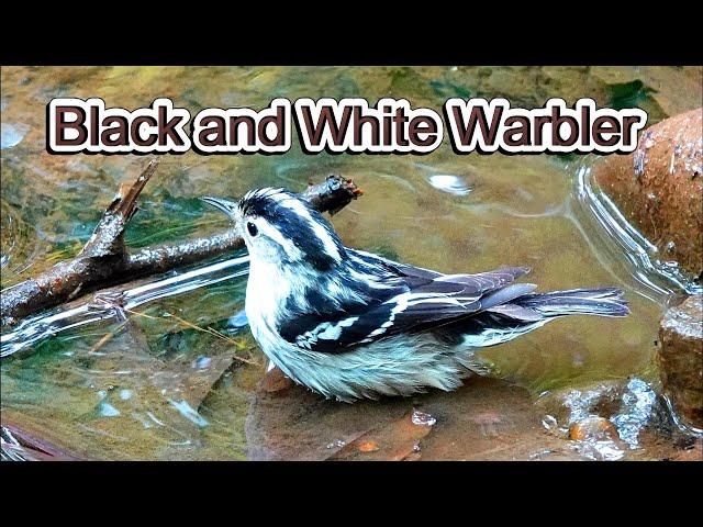 Black and White Warblers