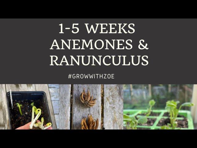 Anemones, Ranunculus and Butterfly Ranunculus, what to expect weeks 1-5 from starting.