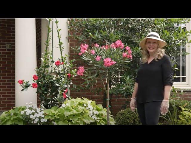 Oleander Standards for the Front Entryway: Beautiful and Toxic!