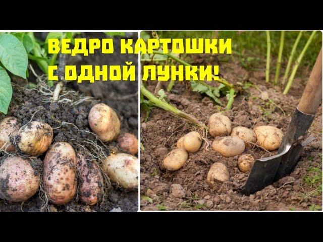 ВЕДРО КАРТОФЕЛЯ С ОДНОЙ ЛУНКИ ЕСЛИ КИНУТЬ ЭТО ПРИ ПОСАДКЕ ЖАЛЬ ЧТО НЕ ДЕЛАЛА ТАК РАНЬШЕ СУПЕР УРОЖАЙ