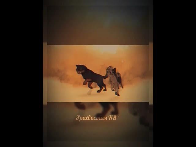#эдит #edit #wc #быстролап #яролика #котывоители #видео #cap_cut #рекомендации #просмотрыпж