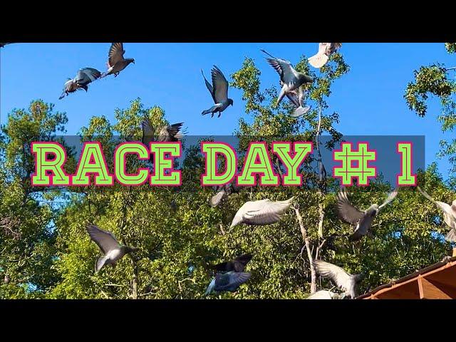 PIGEON RACE #1, 2024 YB (VERY UNUSUAL)