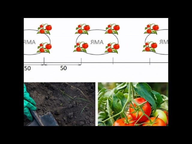 Як виростити органічні томати-метод шадріна