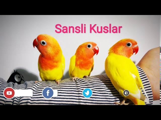 Cennet Papağanı Ötüşü Sesi--1 Saatlik Uzun Versiyon/Lovebirds Sounds - 1 Hour