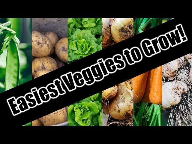 Top 6 Easy To Grow Vegetables For Beginners/SEED TO HARVEST