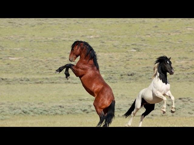 "КӨКАЛА АТ" КҮЙІ - ҚҰРМАНҒАЗЫ САҒЫРБАЙҰЛЫ || " Kókala at " kúıi - Qurmanǵazy Saǵyrbaıuly