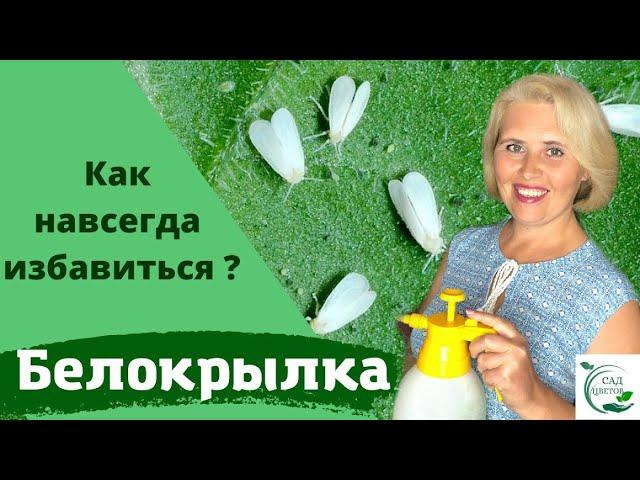 Белокрылка. Как мы полностью от нее избавились!