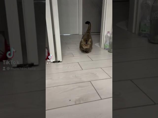 #cat #munchkin #munchkincat #allevamento #cuccioli #gatto #memes #kitten #videodivertenti #scottish