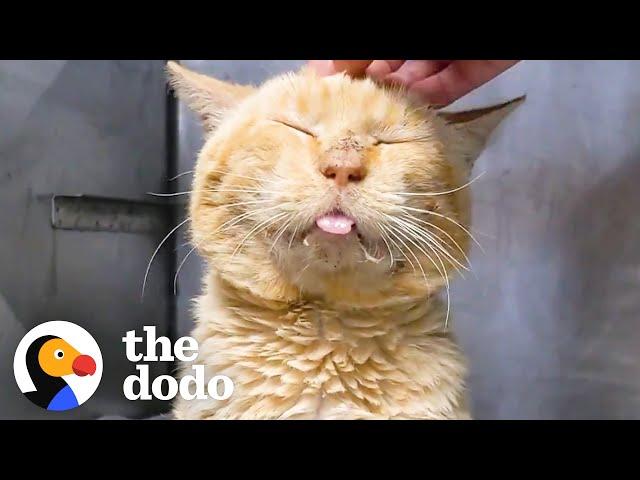 Sad Shelter Cat On The Euth List Turns Into Scruffy Little Lion | The Dodo