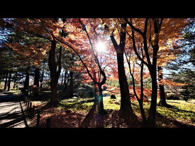 4K 最後の紅葉が美しい！神代植物公園2020Beautiful last autumn leaves at Jindai botanical gardens 2020