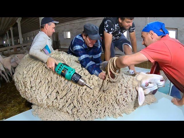 Incredible Modern Sheep Farm - Shearing With Modern Technologies